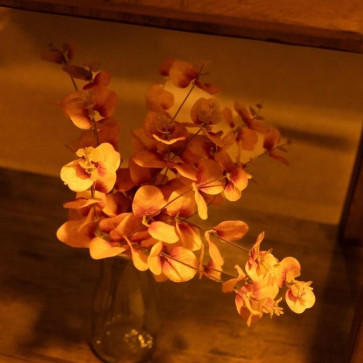 Cels, 19, United States