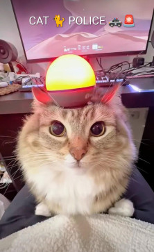 Hindu Cat , 25, India