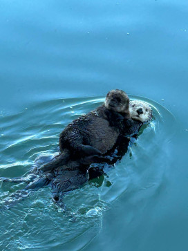 PJ_007, 58, United States