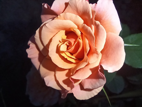 Mayank Thakur, 24, India