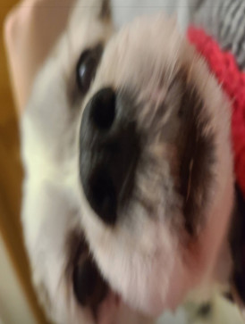 Sweetheart, 18, Canada