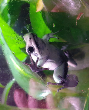 Dragon Slaya, 39, United States