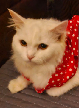 Lavender Light, 41, India