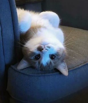 Ren, 25, Philippines