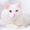 Ren