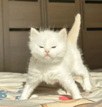 Ahmad Ali, 33, Netherlands