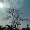 Kalyanjoy Sarkar
