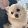 Sofie