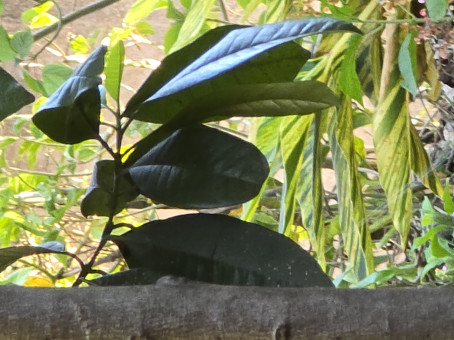 Dos Jddj, 18, El Salvador