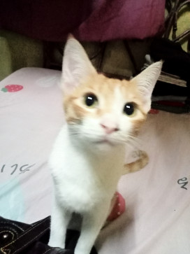 Carie43, 43, Philippines