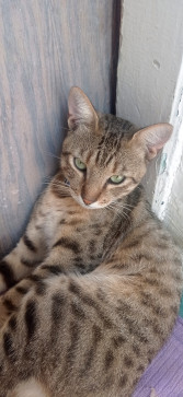 Abderrezak Aissahine, 18, Algeria