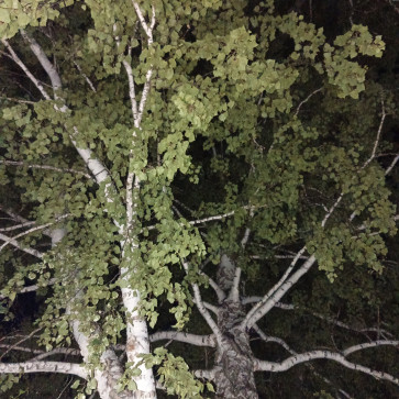 Cornflower, 18, Russian Federation