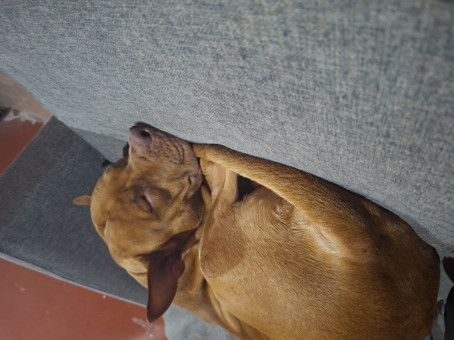 Jorge Pintildea, 18, Mexico