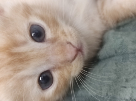 Darren Hoo Zhi Khann, 18, Malaysia