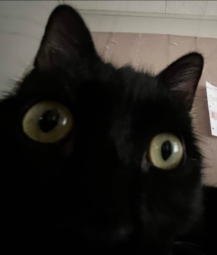 Cynder12, 26, United States