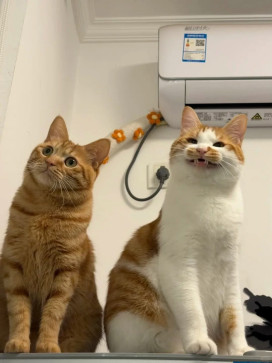 ANGSTA G, 18, United States