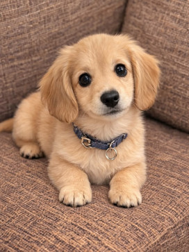 Jai Peter, 41, United States