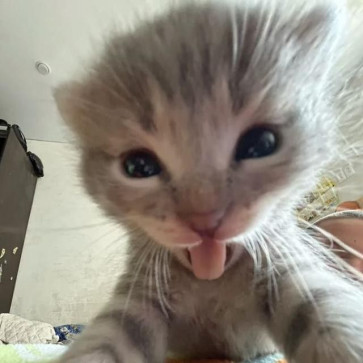 XoKittenxo, 20, Egypt