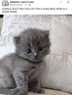 Amr Hussein, 33, United Arab Emirates