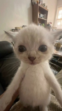 Master Yoda, 18, Sweden