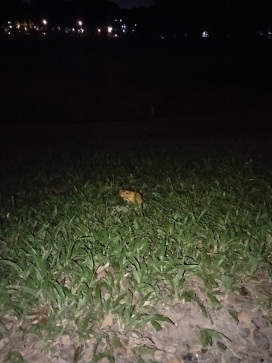 Bluishh, 18, Philippines