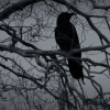 Ravenblow