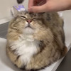 Lion Tail
