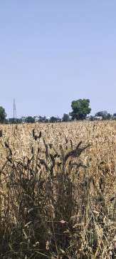 Amit Kumar, 23, India