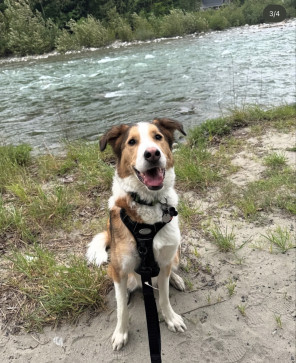 K9slvt, 18, Canada