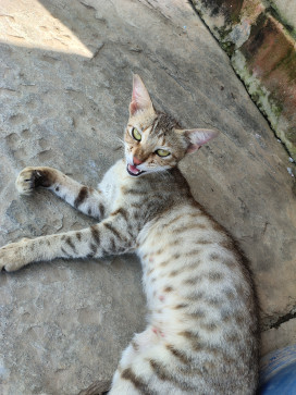 Dexter6999, 99, India