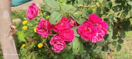 Prakash 6789, 40, India