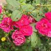Prakash 6789