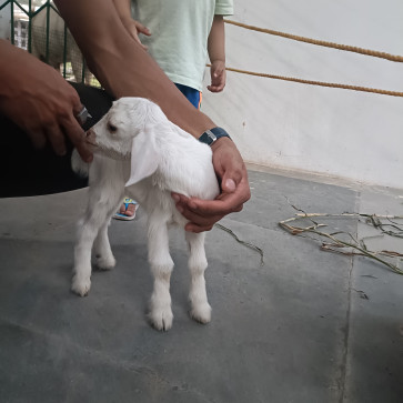 ISHAQ, 21, India
