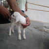 ISHAQ