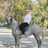 nasri ahmed