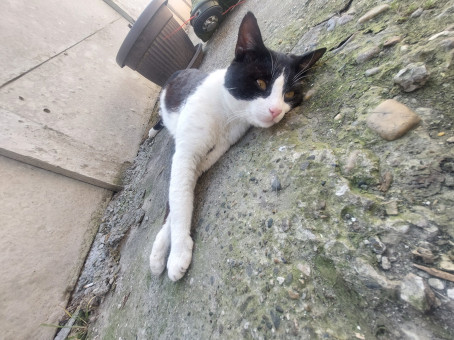 Bara Kuda, 30, Serbia