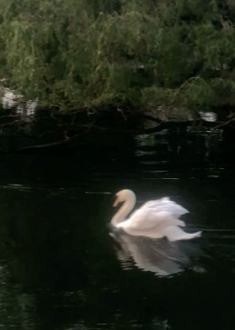 Saransh Sh, 18, India