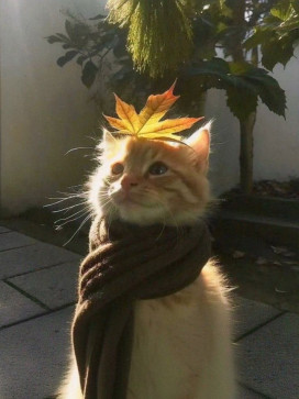 Maggi Masala, 20, India