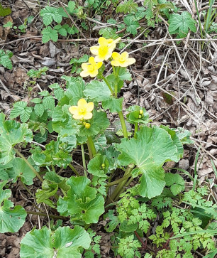 Mary Davies, 18, United Kingdom