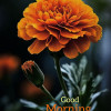 Vishu
