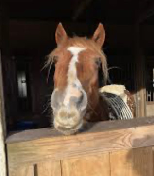 Beastialityfarmgirll, 18, United States
