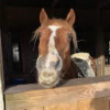 Beastialityfarmgirll