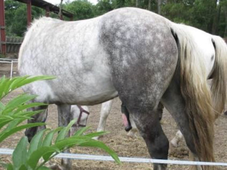 Horsseybeastiality, 18, United Kingdom