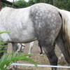 Horsseybeastiality