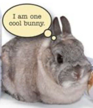 Regular Macaw, 18, India