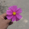 Rajesh Sharma