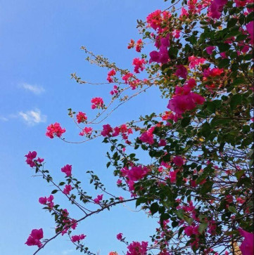 Natalia555, 18, Mexico