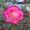 Farzad