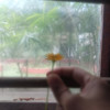 Bablu Hazarika