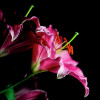 17 and f3rtile